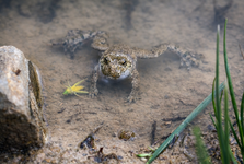 Revitalizace v Dolní Lukavici přináší život mizející kuňce žlutobřiché