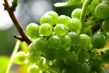 Hornobřízské vinobraní nabídne cimbálovou muziku i večerní hudební program Hornobřízské vinobraní nabídne cimbálovou muziku i večerní hudební program